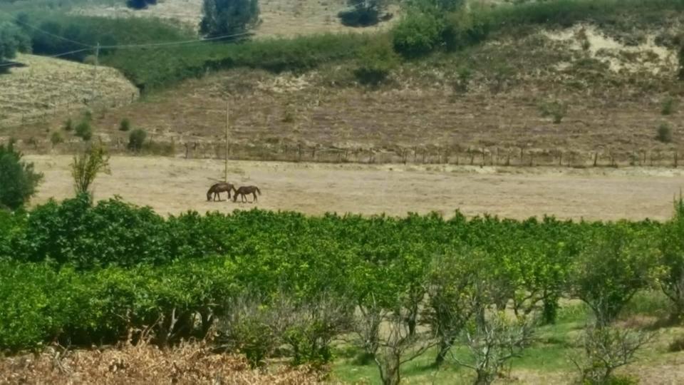 לינה וארוחת בוקר קטנזארו La Dimora Degli Artisti מראה חיצוני תמונה